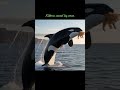 #kittens saved by orca  🐬 #cute #kittens #orange