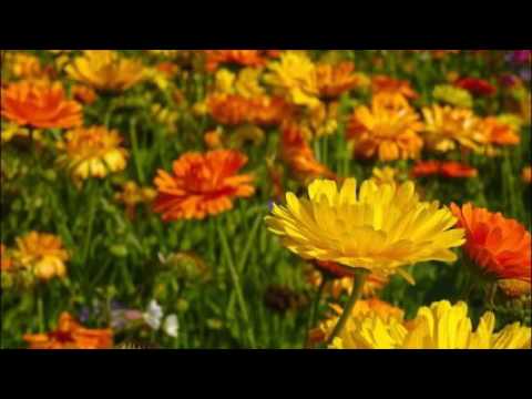 Dalibor Janda   Jahodový koktejl