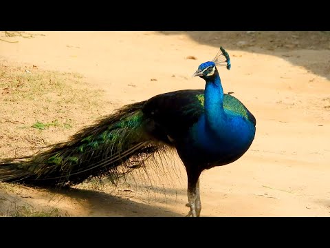 crow vs peacock sounds ~ kauwa & mor ki awaaz