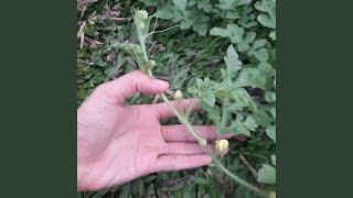 Download lagu Masih Ada Harapan mp3