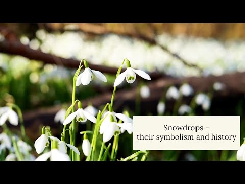 Snowdrops - Their symbolism and history