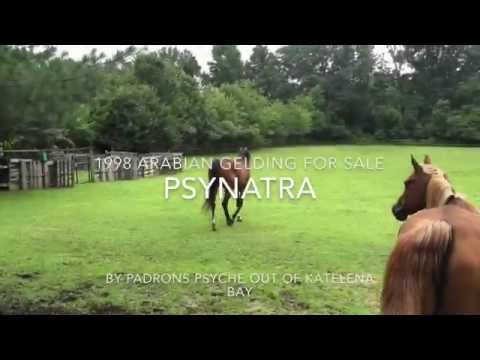 Arabian Gelding for sale - Psynatra