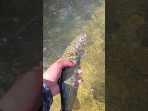 trucha arcoiris 🎣 cañete (bio bio)