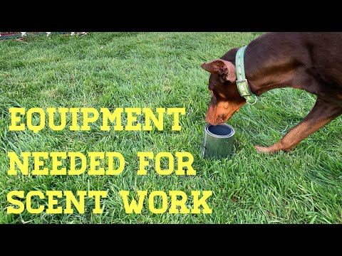 Equipment Needed to Train AKC Scent Work or NACSW Nose Work.