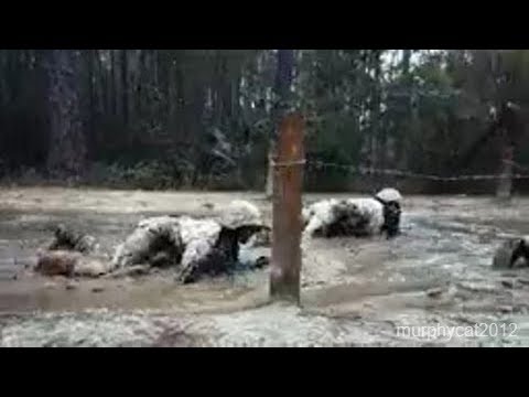 Bravo Company Crucible