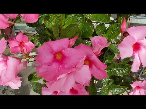 Dipladenia Ableger über Winter anlegen Mandevilla Update September 2022 - Lilo Siegel