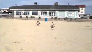 I'm A Bird Motherfucker! [Song + Music Video]