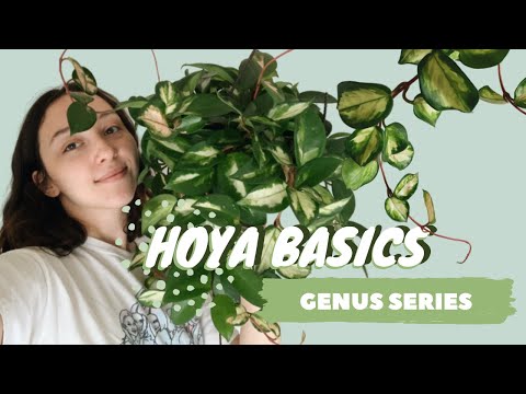 image-Are Hoyas epiphytes?