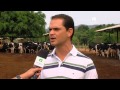 Produção Leiteira Na Fazenda Figueireda