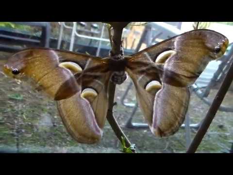 Rearing of Samia canningi (Asian silkmoth)