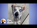 Shy Husky Surprises His Foster Family By 'Speaking' For The First Time | The Dodo Foster Diaries