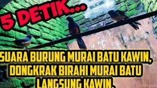 Download lagu Suara burung Murai Batu Kawin, Dongkrak Birahi Murai Batu Langsung Kawin #suaramuraikawin mp3 Download lagu Suara burung Murai Batu Kawin, Dongkrak Birahi Murai Batu Langsung Kawin #suaramuraikawin mp3