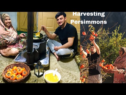 World’s Most Expensive Persimmon - Japanese Fruits Harvesting & making ( Persimmon Halwa )