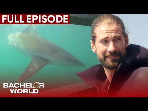 Bachelor World and 2 more