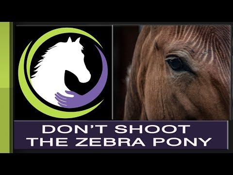 Don’t shoot the Zebra Pony