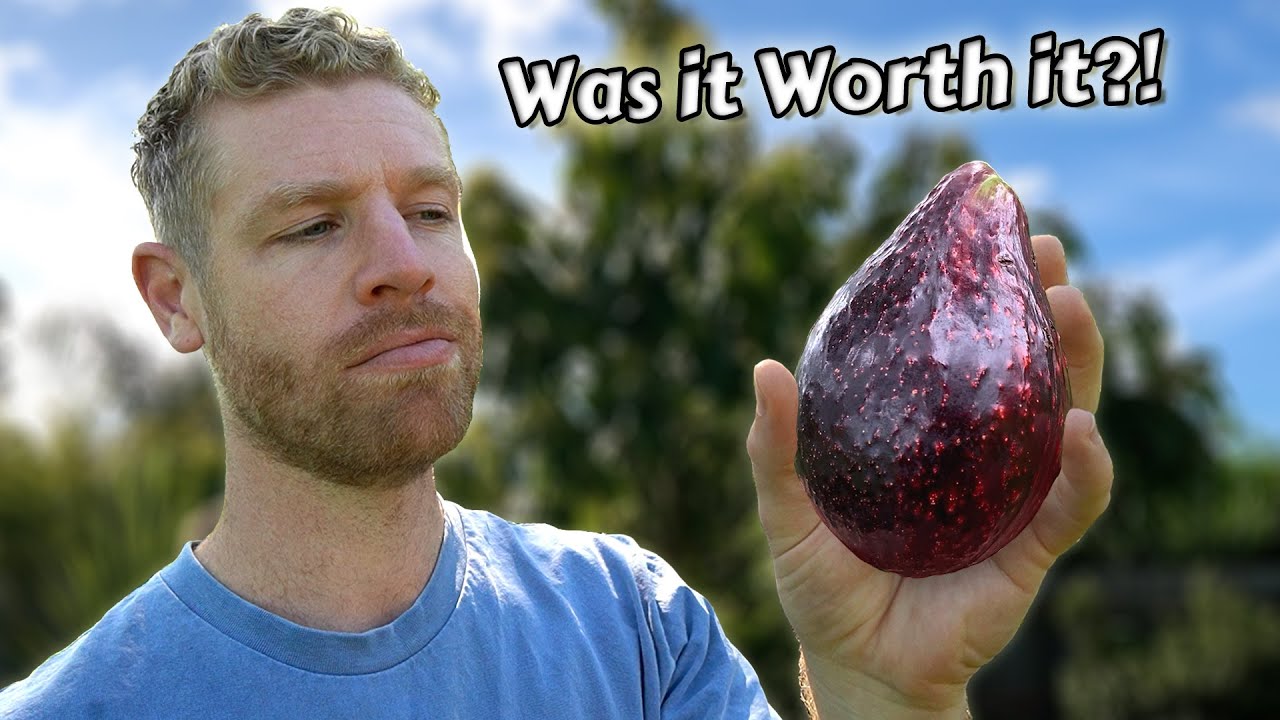 The REAL Truth About Growing Avocados from Seed - (this took 6 years) 🥑🌳