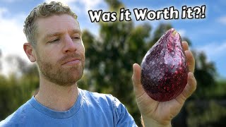 The REAL Truth About Growing Avocados from Seed - (this took 6 years) 🥑🌳