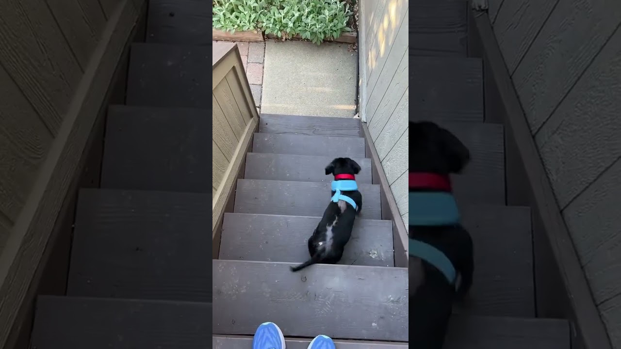 Enlarge Sage, a ADOPTABLE Dachshund in Boulder, CO video 6/6