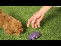 Havapoo dogs for sale: Fern - Video 1