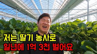 마트에서 사먹는 딸기 맛이 랜덤인 이유....
