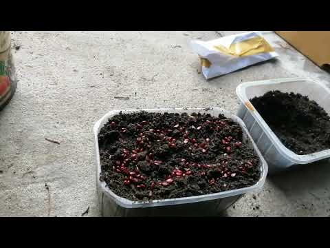 Wysiew pigwowca japońskiego cz. 1