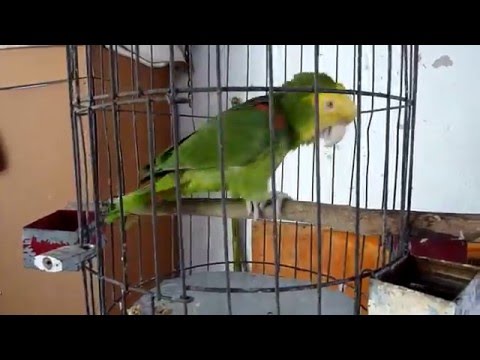 Parrot Rodrigo singing "Las Mañanitas", a traditional Mexican birthday song