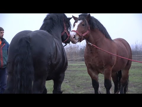 Armasarii lui Mircea de la Ruseni, Satu Mare - 2020 Nou!!!