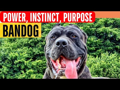 BANDOG: bred for work