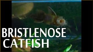 Bristlenose Catfish