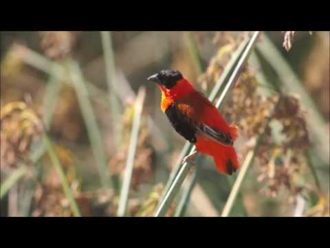 Tkáčik pestrý (Euplectes franciscanus) — správanie, biotop a hlas