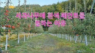 사과나무에 흰색 수성페인트를 칠하는 이유