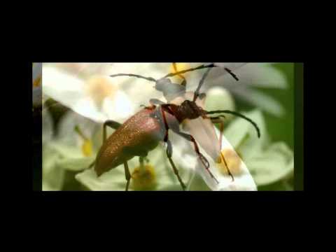 chuck norris bug - Chuck Norris Käfer