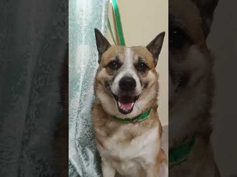 puppylover#cutedogs #puppy #pomeranian #love #pets #doglover #instadog #doglife #dogs #dogoftheday