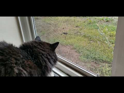 🐦The Sport of Birdwatching🐦 with Ruckus the Domestic Longhair Cat