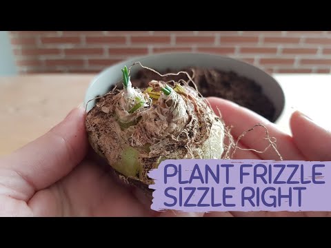 PLANTING FRIZZLE SIZZLE TIPS | Albuca Spiralis care tips