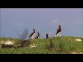 Windows 7 Wildlife Sample Videos Full Version No Music Only Sounds Effects 720 1280 60FPS