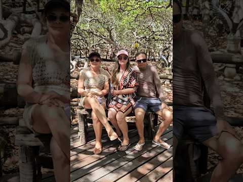 maior cajueiro , pirangi,  Parnamirim  - RN