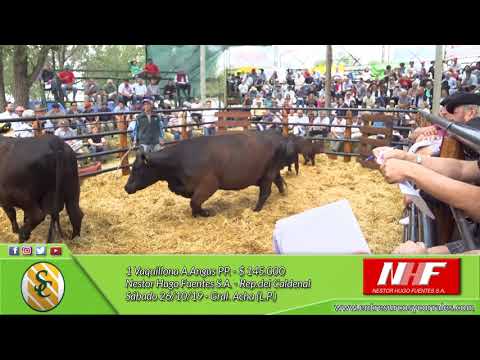 26-10-19 - Venta de Vaquillonas A.Angus PP. - Reproductores del Caldenal - NHF. S.A - Gral. Acha