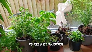 מצע שתילה אוורירי הוא קריטי להצלחה בגידול צמחים