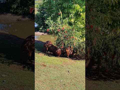As Capivaras do Parque Municipal dos Lagos Lêda Campos Borges em Frutal-Minas Gerais,Julho de 2026
