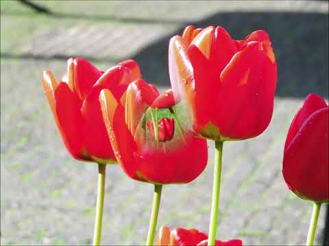 Wenn die Blumen wieder blühen