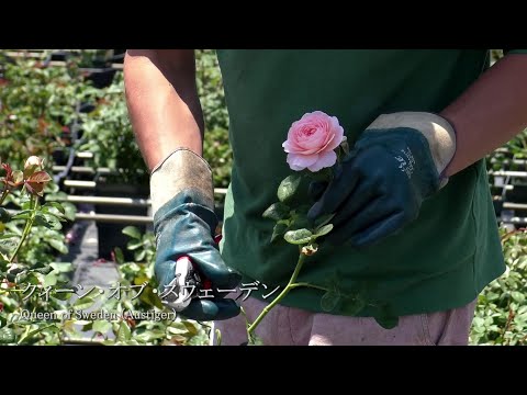 ドワーフローズ「ドワーフクイーン82」 植物