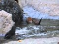 Weasel vs. Muskrat - YouTube
