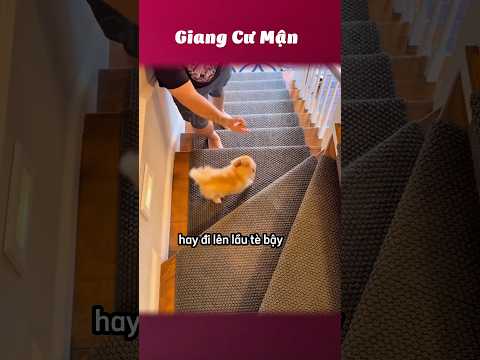 Con chó: game nào khó hơn đi 🎮 #giangcuman