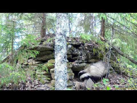 Dachsvideo, badgervideo