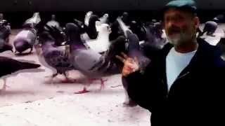 Pigeons - iGenesis Project (Genesis Cover)