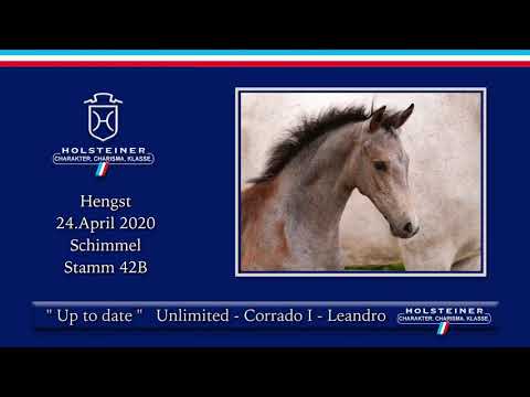Holsteiner Elite-Fohlenauktion | Nr. 42 v. Unlimited - Corrado I