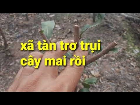 có nên xả tàng mai trước tết vì không chơi bông không?