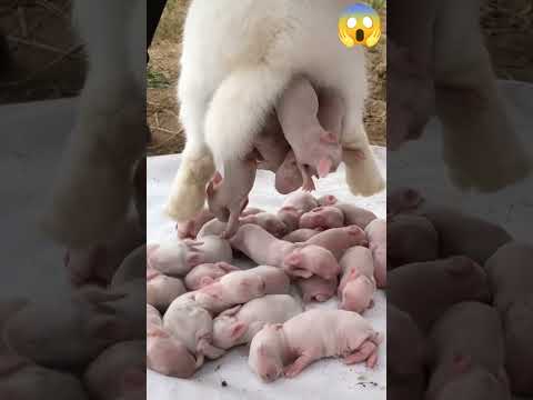 baby of pig , delivery#shorts#video