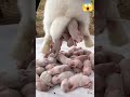 Baby Of Pig Delivery Shorts Video